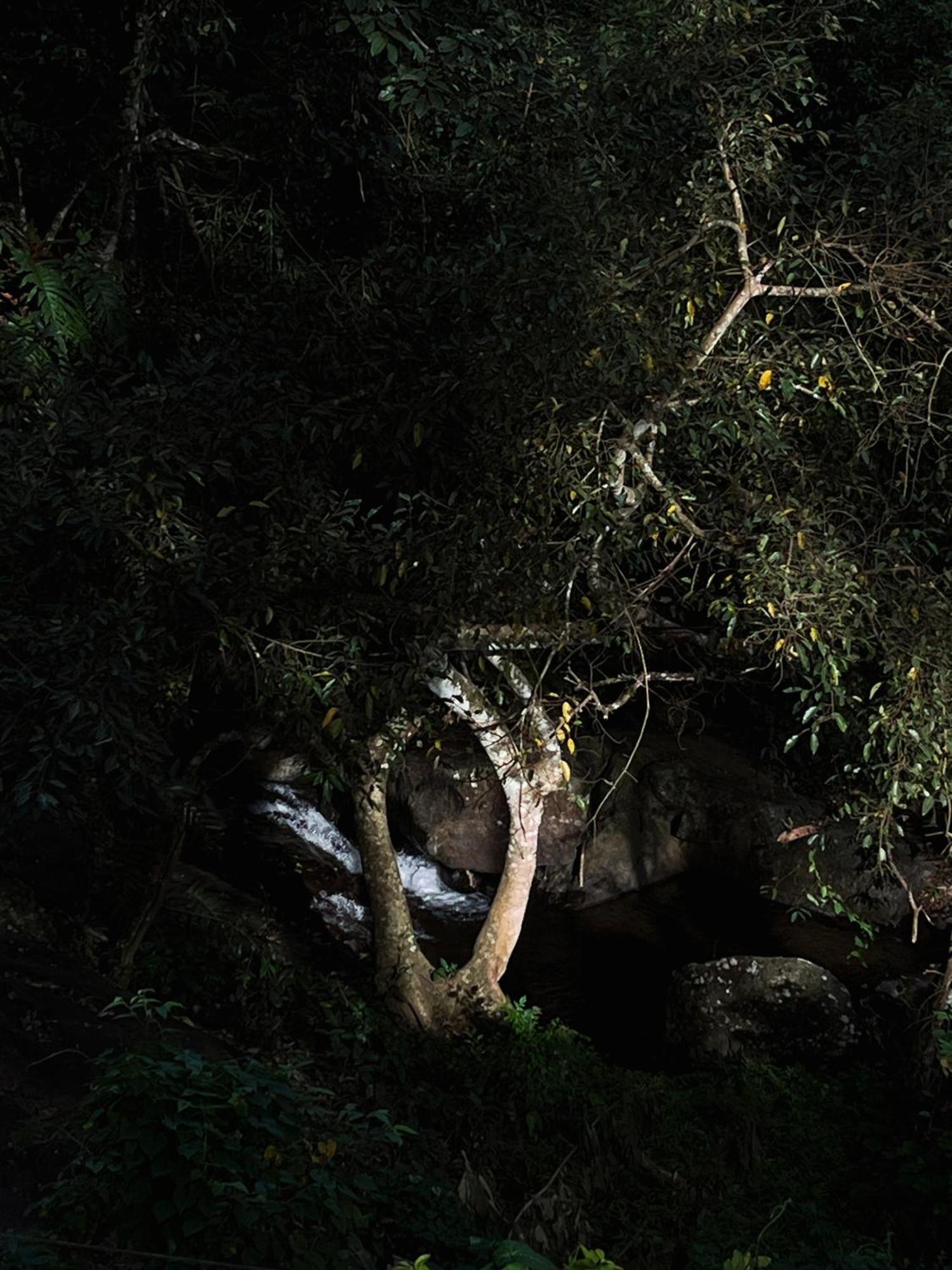 Mahout Resort Wayanad - An Experiential Jungle Stay With Waterfall Kalpatta Zewnętrze zdjęcie